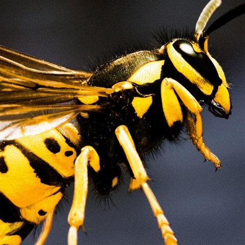 Mount XLR — Acid Wasp (Mastering by Mad Flux Audio)